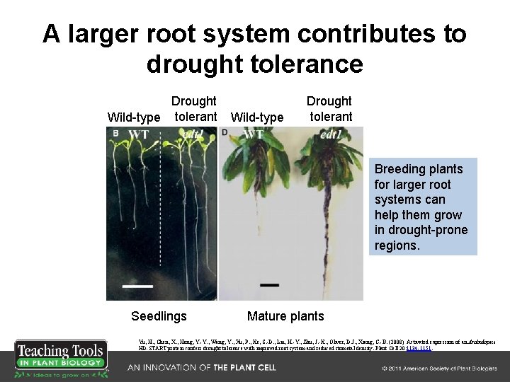 A larger root system contributes to drought tolerance Drought Wild-type tolerant Wild-type Drought tolerant A larger root system contributes to drought tolerance Drought Wild-type tolerant Wild-type Drought tolerant
