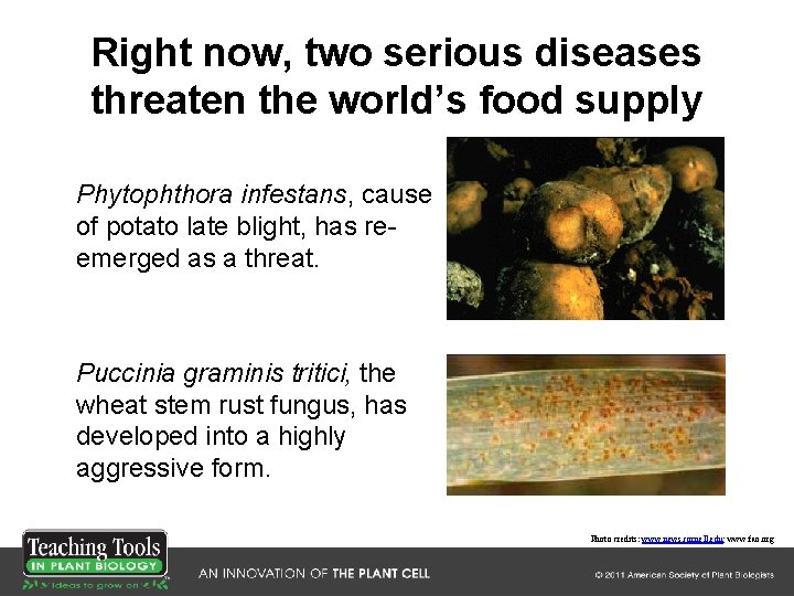 Right now, two serious diseases threaten the world’s food supply Phytophthora infestans, cause of Right now, two serious diseases threaten the world’s food supply Phytophthora infestans, cause of