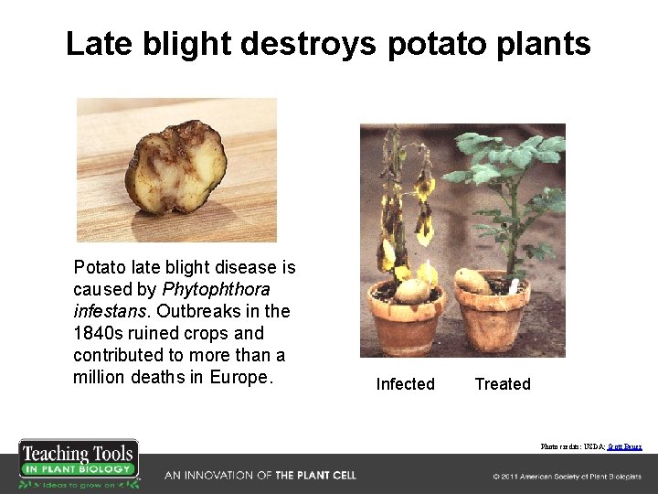 Late blight destroys potato plants Potato late blight disease is caused by Phytophthora infestans. Late blight destroys potato plants Potato late blight disease is caused by Phytophthora infestans.