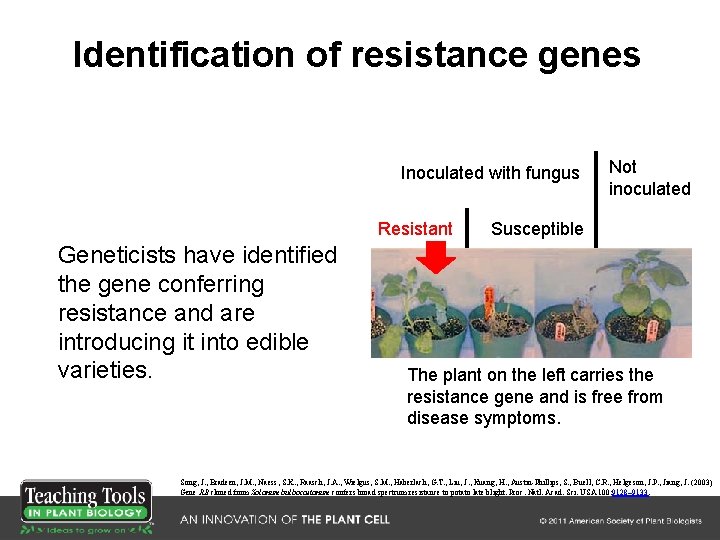 Identification of resistance genes Inoculated with fungus Resistant Geneticists have identified the gene conferring Identification of resistance genes Inoculated with fungus Resistant Geneticists have identified the gene conferring