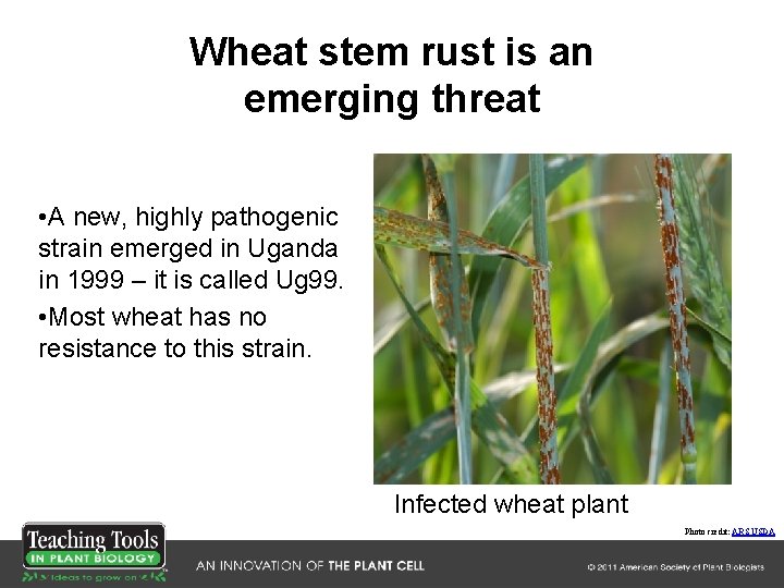 Wheat stem rust is an emerging threat • A new, highly pathogenic strain emerged Wheat stem rust is an emerging threat • A new, highly pathogenic strain emerged