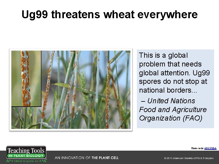 Ug 99 threatens wheat everywhere This is a global problem that needs global attention. Ug 99 threatens wheat everywhere This is a global problem that needs global attention.
