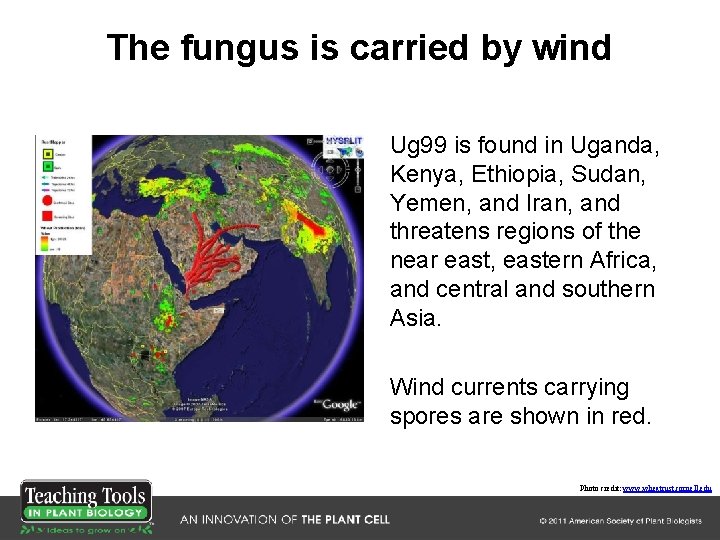 The fungus is carried by wind Ug 99 is found in Uganda, Kenya, Ethiopia, The fungus is carried by wind Ug 99 is found in Uganda, Kenya, Ethiopia,