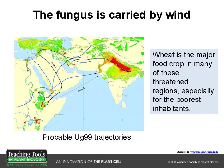 The fungus is carried by wind Wheat is the major food crop in many The fungus is carried by wind Wheat is the major food crop in many
