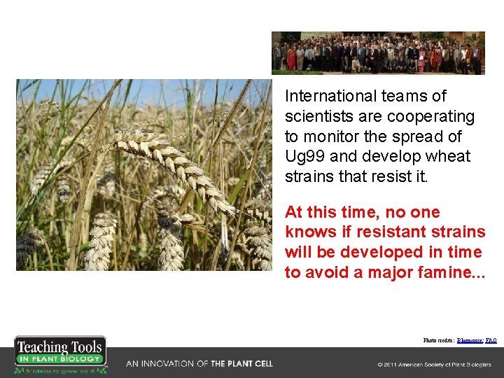 International teams of scientists are cooperating to monitor the spread of Ug 99 and International teams of scientists are cooperating to monitor the spread of Ug 99 and