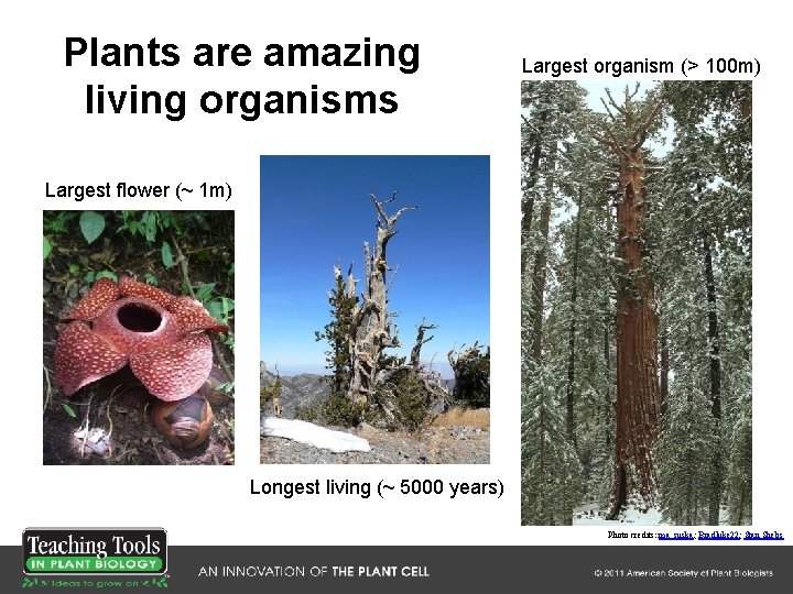 Plants are amazing living organisms Largest organism (> 100 m) Largest flower (~ 1 Plants are amazing living organisms Largest organism (> 100 m) Largest flower (~ 1