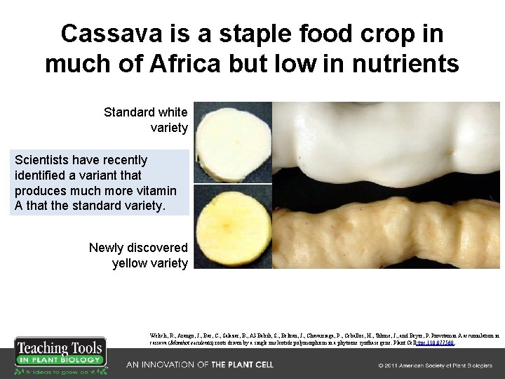 Cassava is a staple food crop in much of Africa but low in nutrients Cassava is a staple food crop in much of Africa but low in nutrients