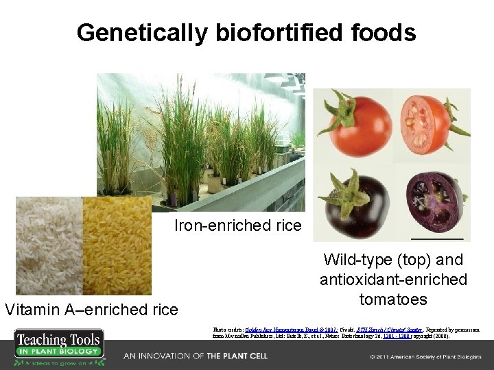 Genetically biofortified foods Iron-enriched rice Vitamin A–enriched rice Wild-type (top) and antioxidant-enriched tomatoes Photo Genetically biofortified foods Iron-enriched rice Vitamin A–enriched rice Wild-type (top) and antioxidant-enriched tomatoes Photo