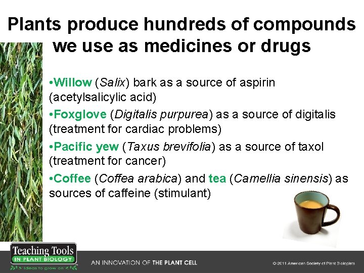 Plants produce hundreds of compounds we use as medicines or drugs • Willow (Salix) Plants produce hundreds of compounds we use as medicines or drugs • Willow (Salix)