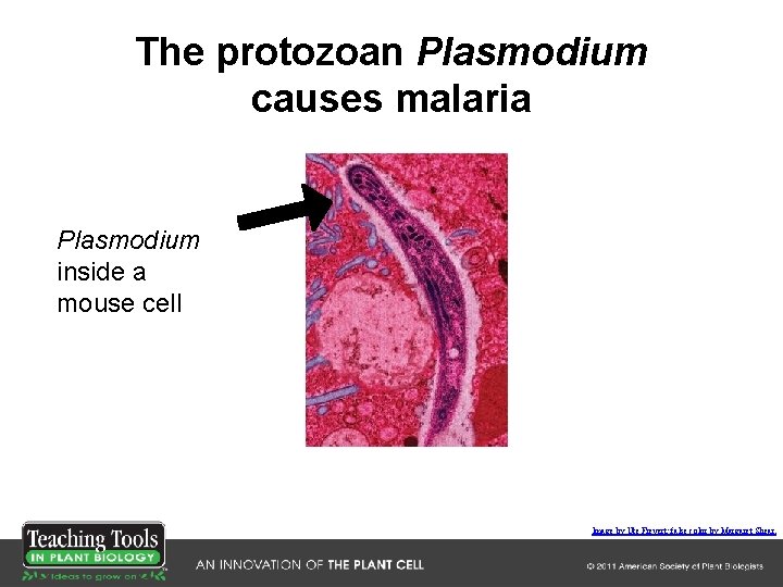The protozoan Plasmodium causes malaria Plasmodium inside a mouse cell Image by Ute Frevert; The protozoan Plasmodium causes malaria Plasmodium inside a mouse cell Image by Ute Frevert;