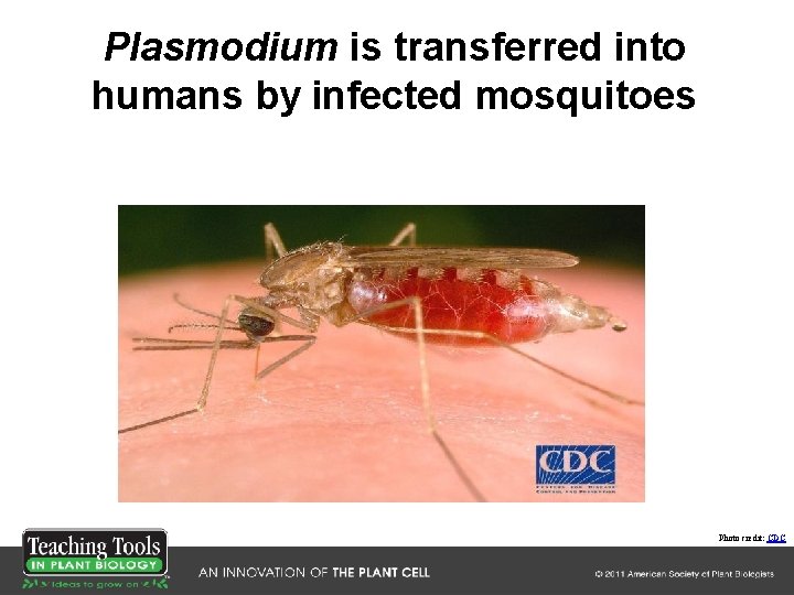 Plasmodium is transferred into humans by infected mosquitoes Photo credit: CDC Plasmodium is transferred into humans by infected mosquitoes Photo credit: CDC