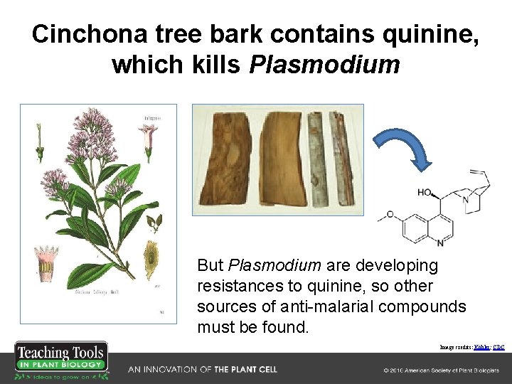 Cinchona tree bark contains quinine, which kills Plasmodium But Plasmodium are developing resistances to Cinchona tree bark contains quinine, which kills Plasmodium But Plasmodium are developing resistances to