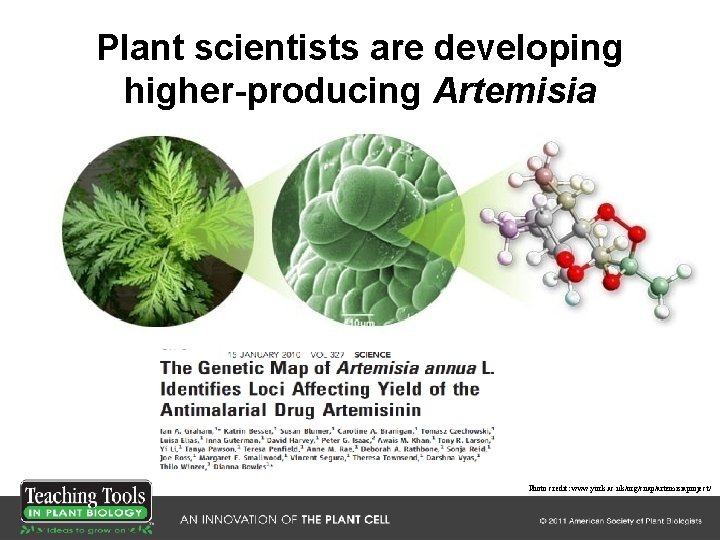 Plant scientists are developing higher-producing Artemisia Photo credit: www. york. ac. uk/org/cnap/artemisiaproject/ Plant scientists are developing higher-producing Artemisia Photo credit: www. york. ac. uk/org/cnap/artemisiaproject/