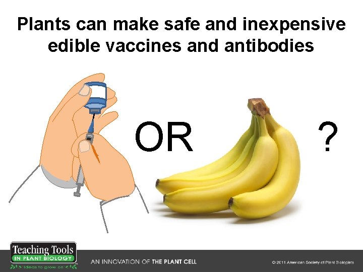 Plants can make safe and inexpensive edible vaccines and antibodies OR ? Plants can make safe and inexpensive edible vaccines and antibodies OR ?