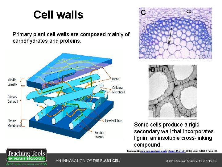 Cell walls Primary plant cell walls are composed mainly of carbohydrates and proteins. Some Cell walls Primary plant cell walls are composed mainly of carbohydrates and proteins. Some