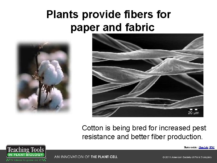 Plants provide fibers for paper and fabric Cotton is being bred for increased pest Plants provide fibers for paper and fabric Cotton is being bred for increased pest