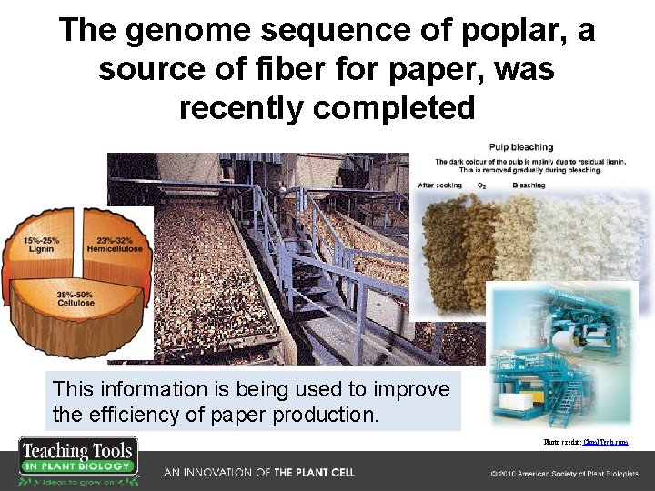 The genome sequence of poplar, a source of fiber for paper, was recently completed The genome sequence of poplar, a source of fiber for paper, was recently completed