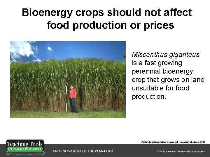 Bioenergy crops should not affect food production or prices Miscanthus giganteus is a fast Bioenergy crops should not affect food production or prices Miscanthus giganteus is a fast