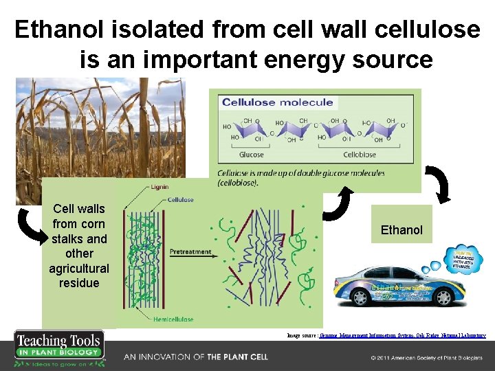 Ethanol isolated from cell wall cellulose is an important energy source Cell walls from Ethanol isolated from cell wall cellulose is an important energy source Cell walls from