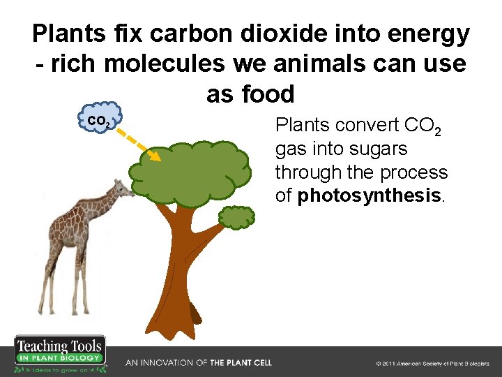 Plants fix carbon dioxide into energy - rich molecules we animals can use as Plants fix carbon dioxide into energy - rich molecules we animals can use as