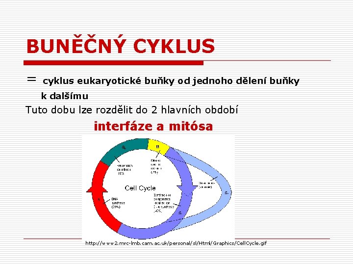 BUNĚČNÝ CYKLUS = cyklus eukaryotické buňky od jednoho dělení buňky k dalšímu Tuto dobu