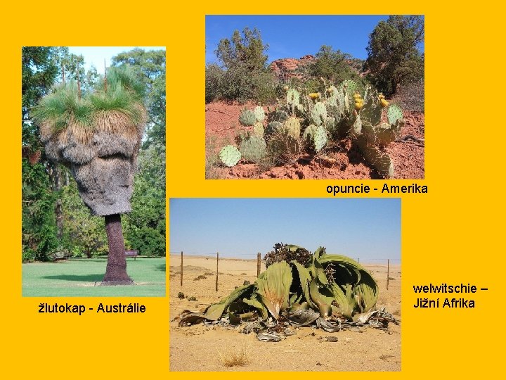 opuncie - Amerika žlutokap - Austrálie welwitschie – Jižní Afrika 