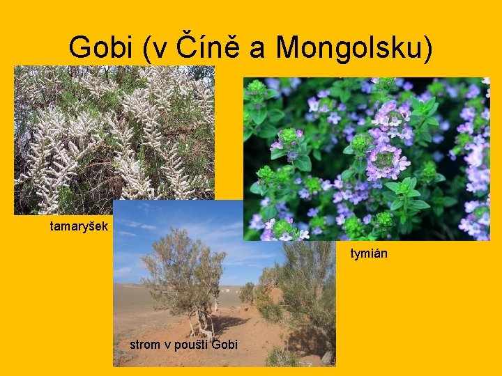 Gobi (v Číně a Mongolsku) tamaryšek tymián strom v poušti Gobi 