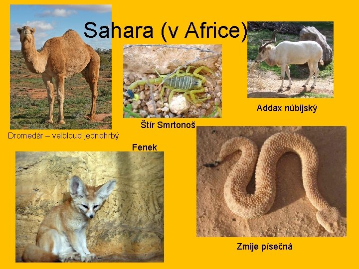 Sahara (v Africe) Addax núbijský Štír Smrtonoš Dromedár – velbloud jednohrbý Fenek Zmije písečná