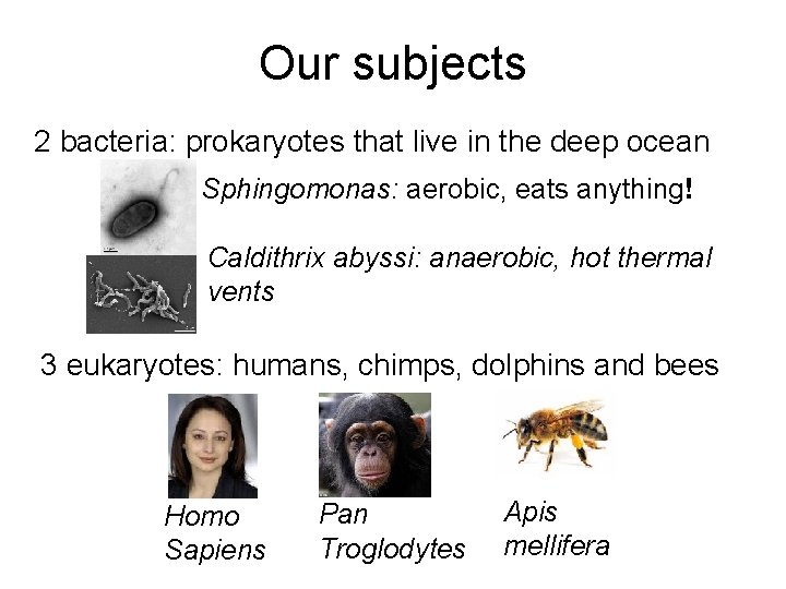 Our subjects 2 bacteria: prokaryotes that live in the deep ocean Sphingomonas: aerobic, eats