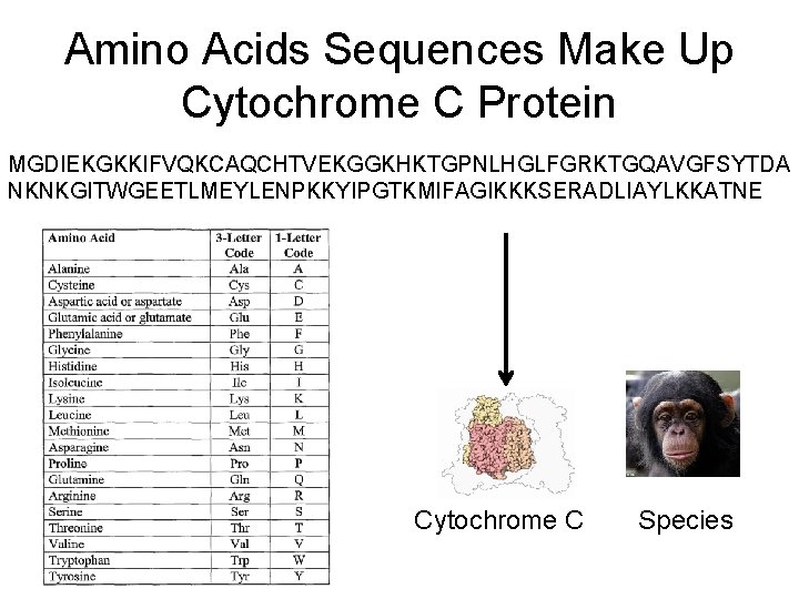 Amino Acids Sequences Make Up Cytochrome C Protein MGDIEKGKKIFVQKCAQCHTVEKGGKHKTGPNLHGLFGRKTGQAVGFSYTDA NKNKGITWGEETLMEYLENPKKYIPGTKMIFAGIKKKSERADLIAYLKKATNE Cytochrome C Species 