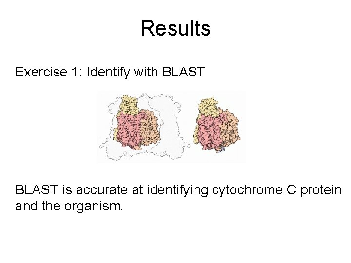 Results Exercise 1: Identify with BLAST is accurate at identifying cytochrome C protein and