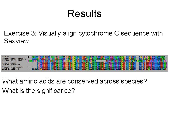 Results Exercise 3: Visually align cytochrome C sequence with Seaview What amino acids are