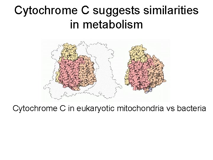 Cytochrome C suggests similarities in metabolism Cytochrome C in eukaryotic mitochondria vs bacteria 