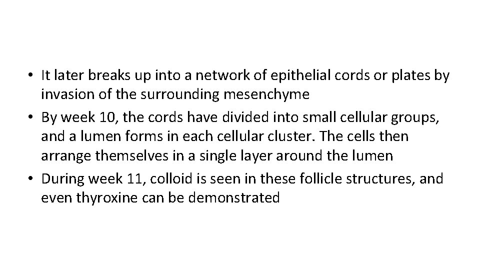 • It later breaks up into a network of epithelial cords or plates