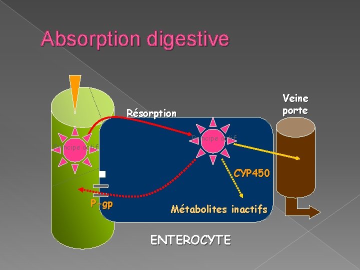 Absorption digestive Veine porte Résorption Principe actif CYP 450 P-gp Métabolites inactifs ENTEROCYTE Absorption digestive Veine porte Résorption Principe actif CYP 450 P-gp Métabolites inactifs ENTEROCYTE