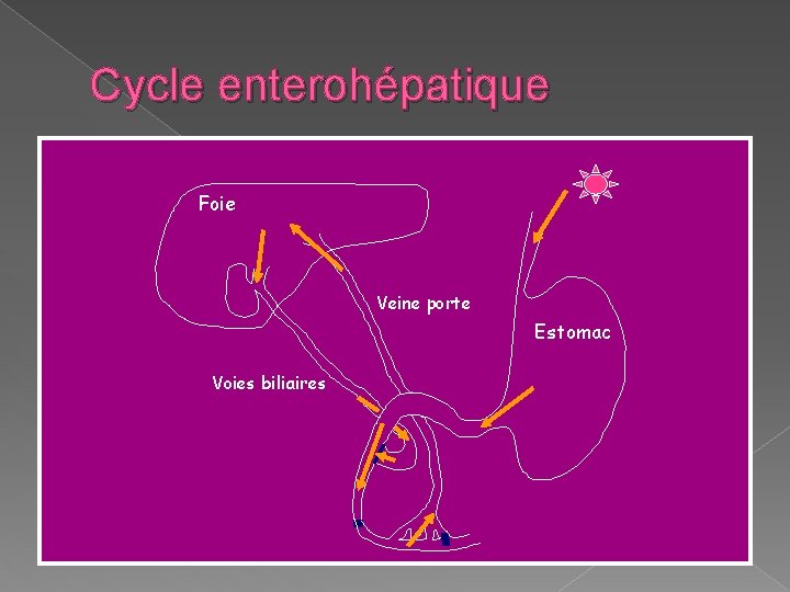 Cycle enterohépatique Foie Veine porte Estomac Voies biliaires Cycle enterohépatique Foie Veine porte Estomac Voies biliaires
