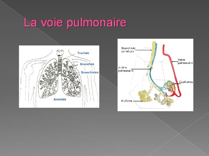 La voie pulmonaire La voie pulmonaire