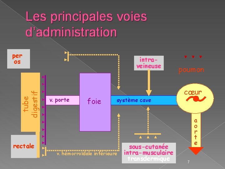 Les principales voies d’administration tube digestif per os rectale intraveineuse v. porte foie système Les principales voies d’administration tube digestif per os rectale intraveineuse v. porte foie système