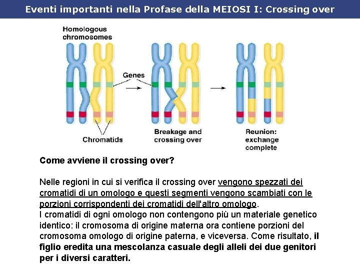 Eventi importanti nella Profase della MEIOSI I: Crossing over Come avviene il crossing over?