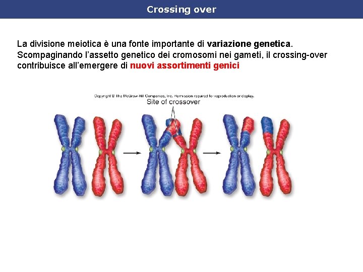 Crossing over La divisione meiotica è una fonte importante di variazione genetica. Scompaginando l’assetto