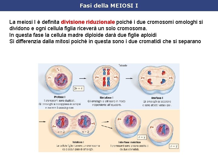 Fasi della MEIOSI I La meiosi I è definita divisione riduzionale poiché i due