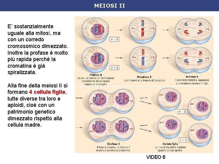 MEIOSI II E’ sostanzialmente uguale alla mitosi, ma con un corredo cromosomico dimezzato. Inoltre