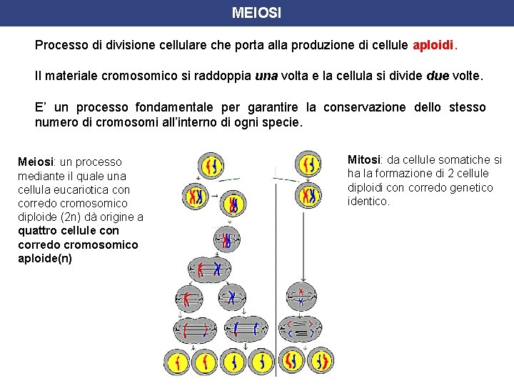 MEIOSI Processo di divisione cellulare che porta alla produzione di cellule aploidi. Il materiale