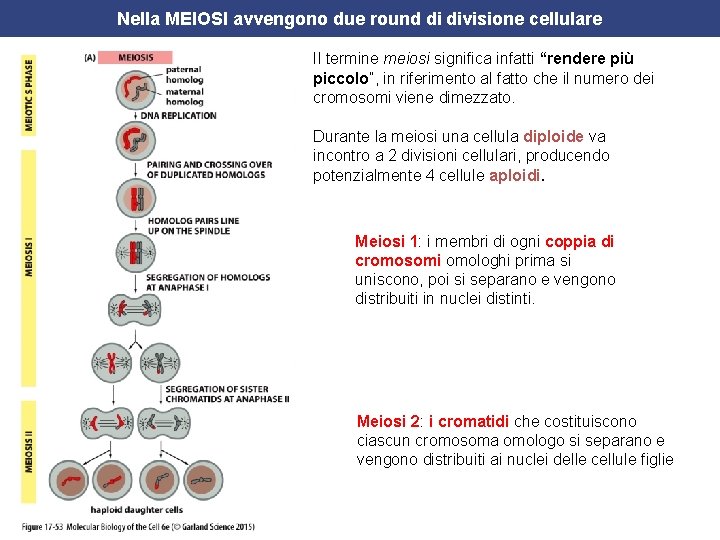 Nella MEIOSI avvengono due round di divisione cellulare Il termine meiosi significa infatti “rendere