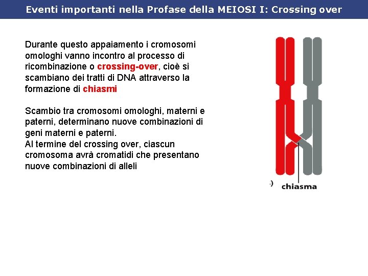 Eventi importanti nella Profase della MEIOSI I: Crossing over Durante questo appaiamento i cromosomi