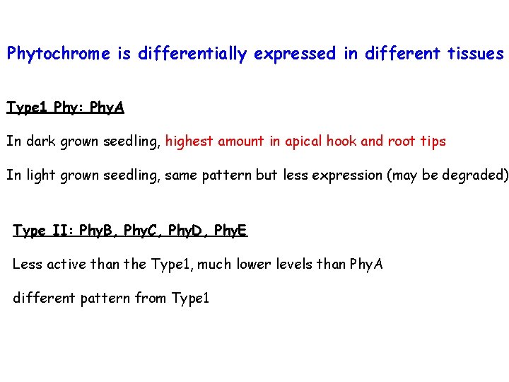 Phytochrome is differentially expressed in different tissues Type 1 Phy: Phy. A In dark