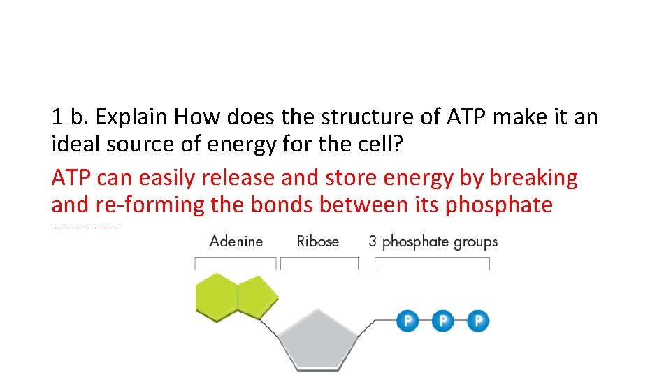 1 b. Explain How does the structure of ATP make it an ideal source