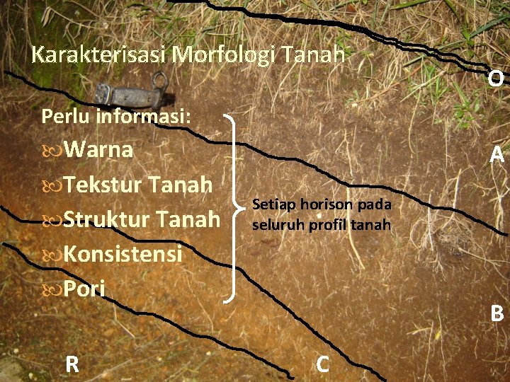 Karakterisasi Morfologi Tanah O Perlu informasi: Warna Tekstur Tanah Struktur Tanah A Setiap horison