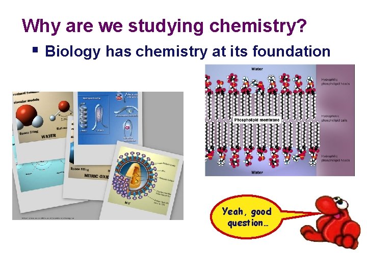 Why are we studying chemistry? § Biology has chemistry at its foundation Yeah, good