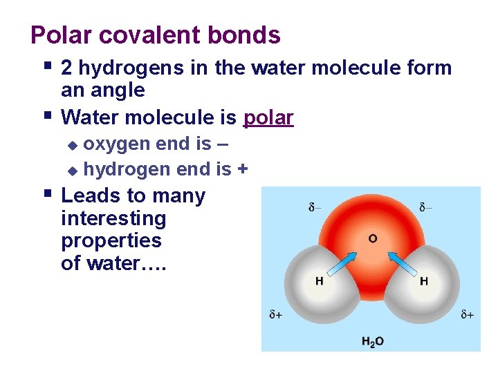 Polar covalent bonds § 2 hydrogens in the water molecule form § an angle